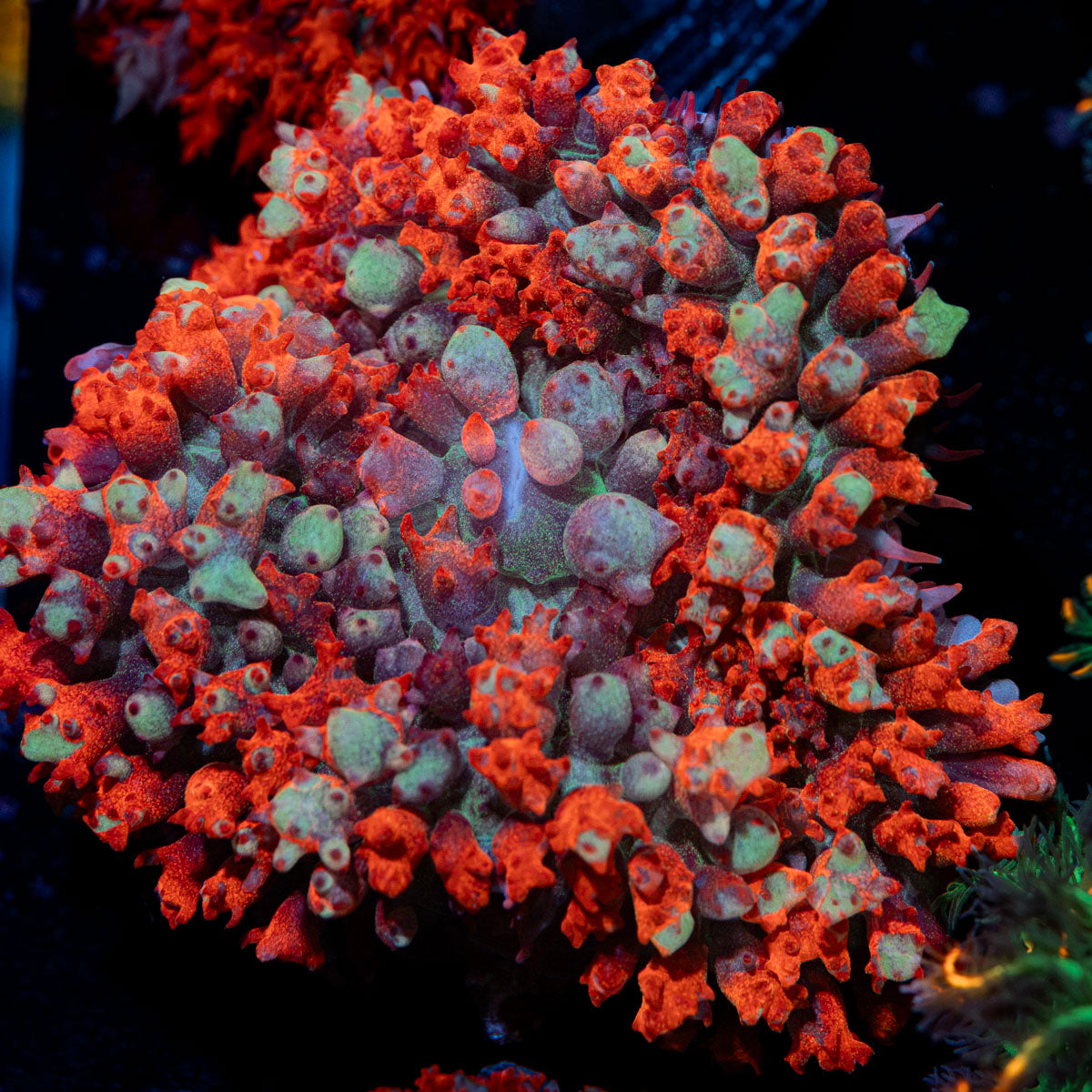 Red St.Thomas Mushroom Coral with mushroom disc in reef aquarium