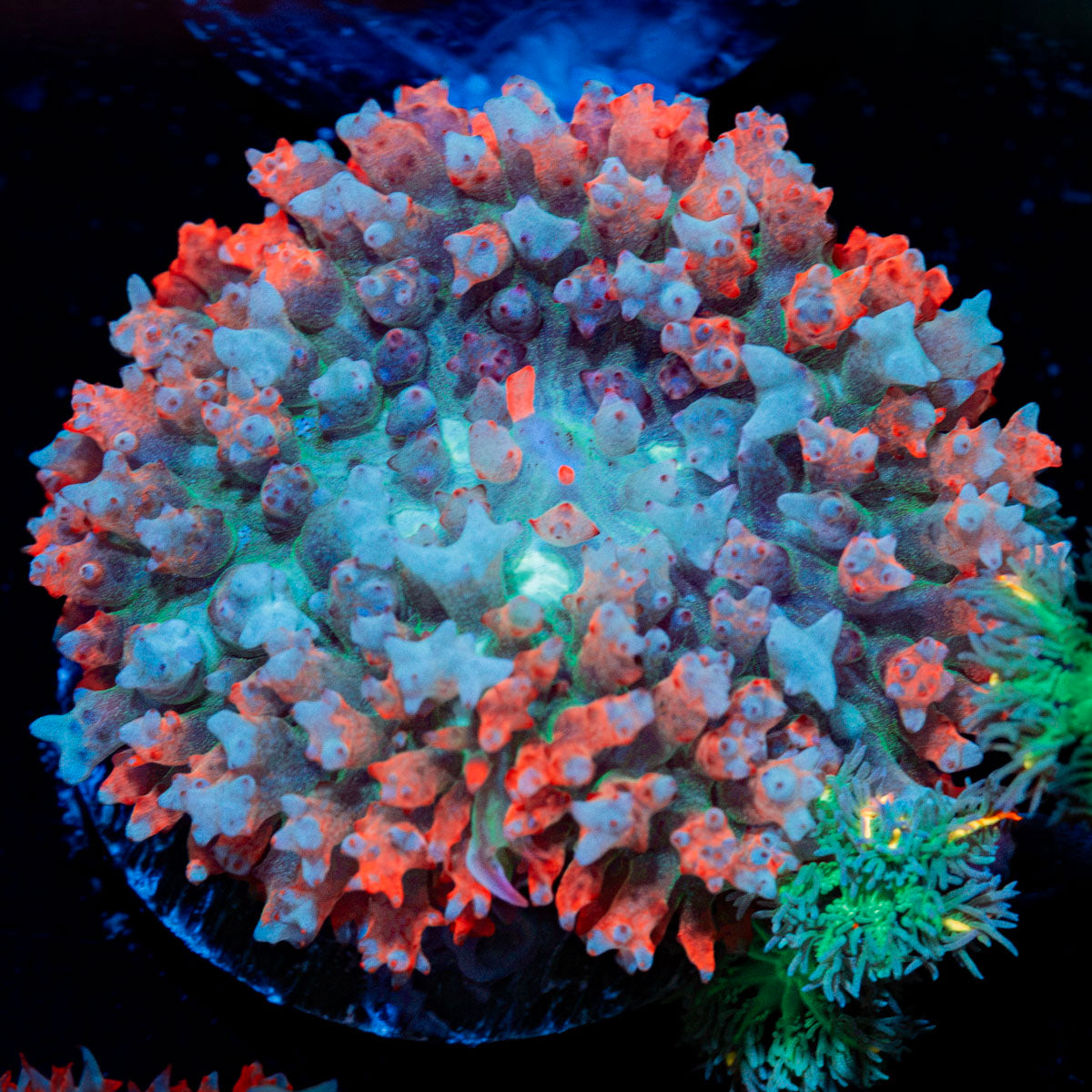Red St.Thomas Mushroom Coral with mushroom disc in reef aquarium