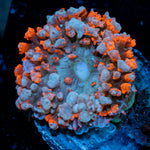 Red St.Thomas Mushroom Coral with mushroom disc in reef aquarium