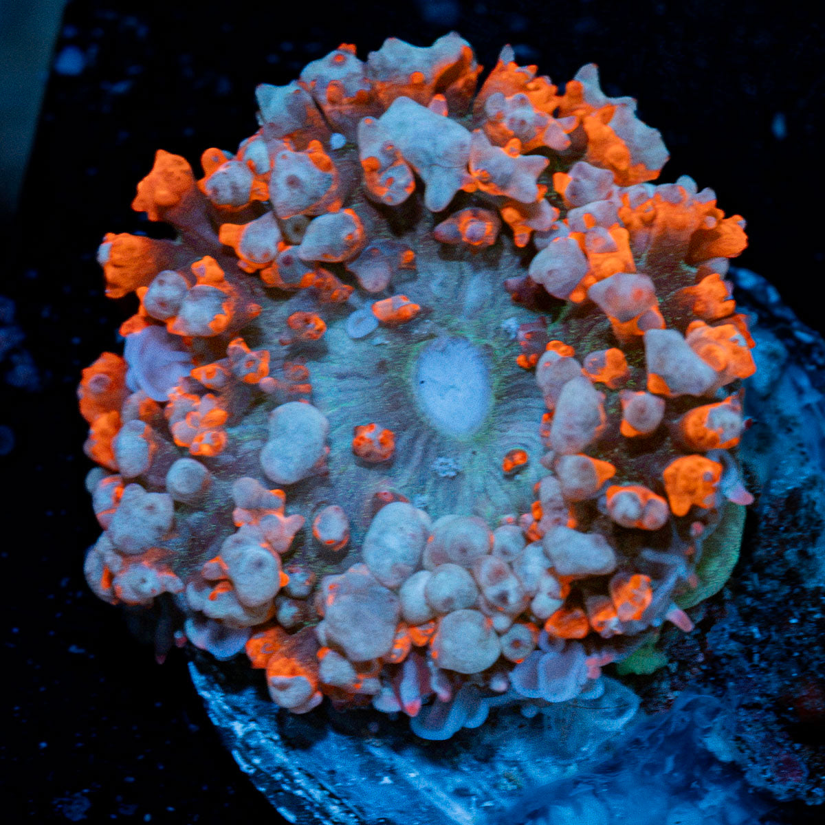 Red St.Thomas Mushroom Coral with mushroom disc in reef aquarium
