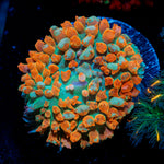 Red St.Thomas Mushroom Coral with mushroom disc in reef aquarium