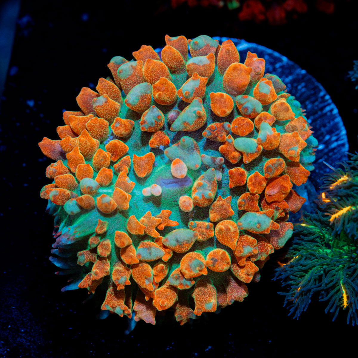 Red St.Thomas Mushroom Coral with mushroom disc in reef aquarium