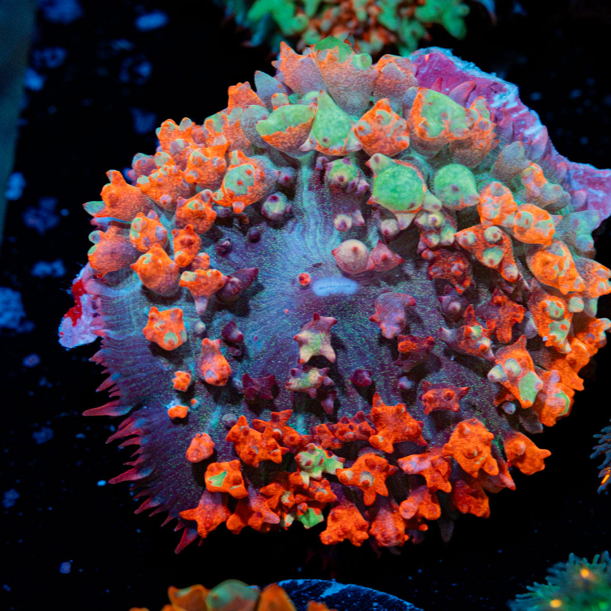 Red St.Thomas Mushroom Coral with mushroom disc in reef aquarium