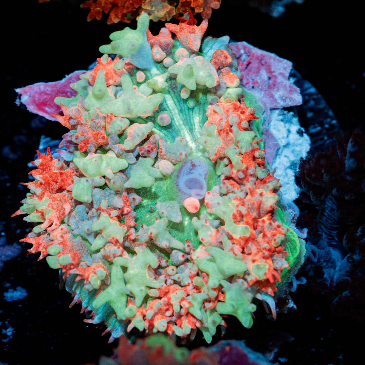 Red St.Thomas Mushroom Coral with mushroom disc in reef aquarium