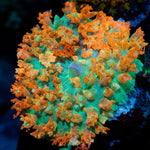 Red St.Thomas Mushroom Coral with distinctive mushroom disc in reef aquarium