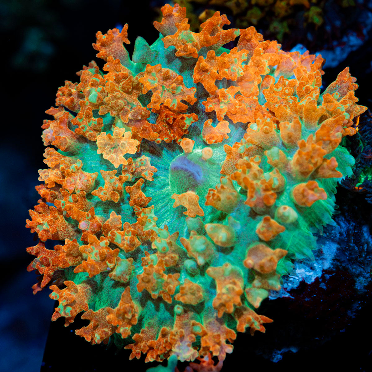 Red St.Thomas Mushroom Coral with distinctive mushroom disc in reef aquarium