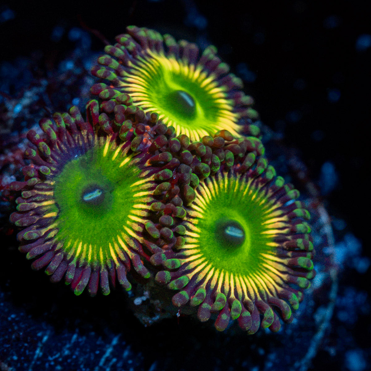Peach Tea Zoanthid Coral colony growth in reef aquarium