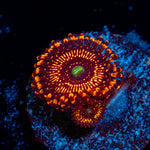 Illuminati Zoanthids Coral with colony growth in reef aquarium