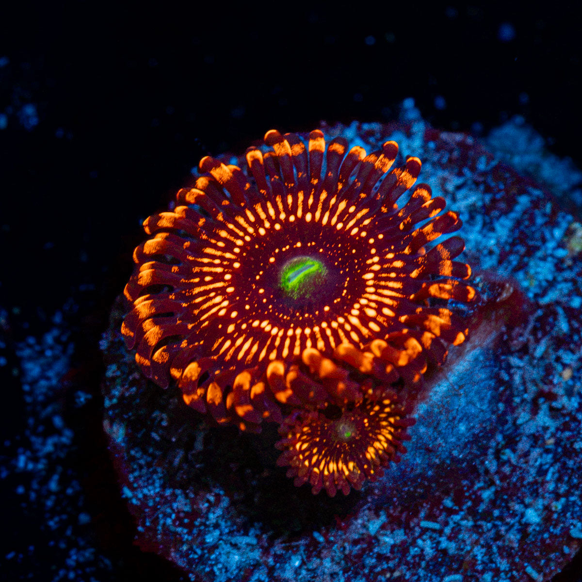 Illuminati Zoanthids Coral with colony growth in reef aquarium