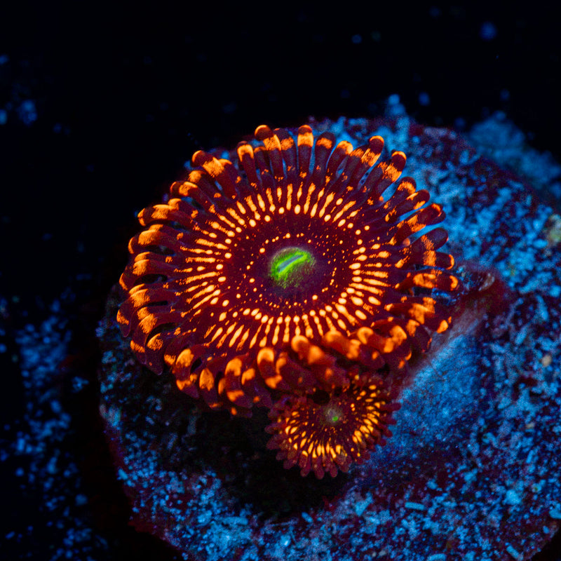 Illuminati Zoanthids Coral with colony growth in reef aquarium