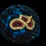 Lunar Zoanthid Coral colony growth in reef aquarium