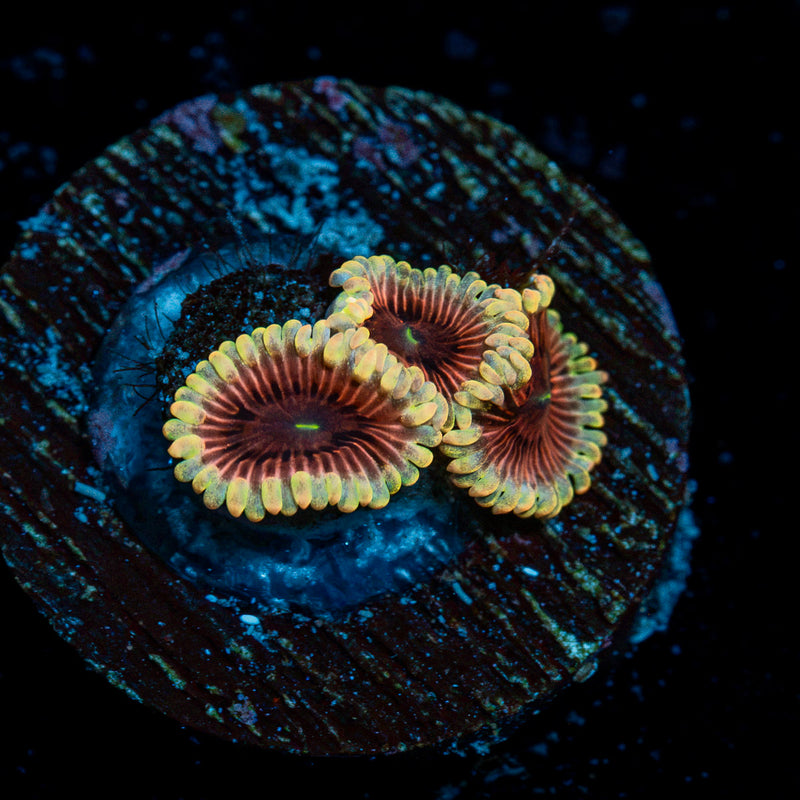 Lunar Zoanthid Coral colony growth in reef aquarium