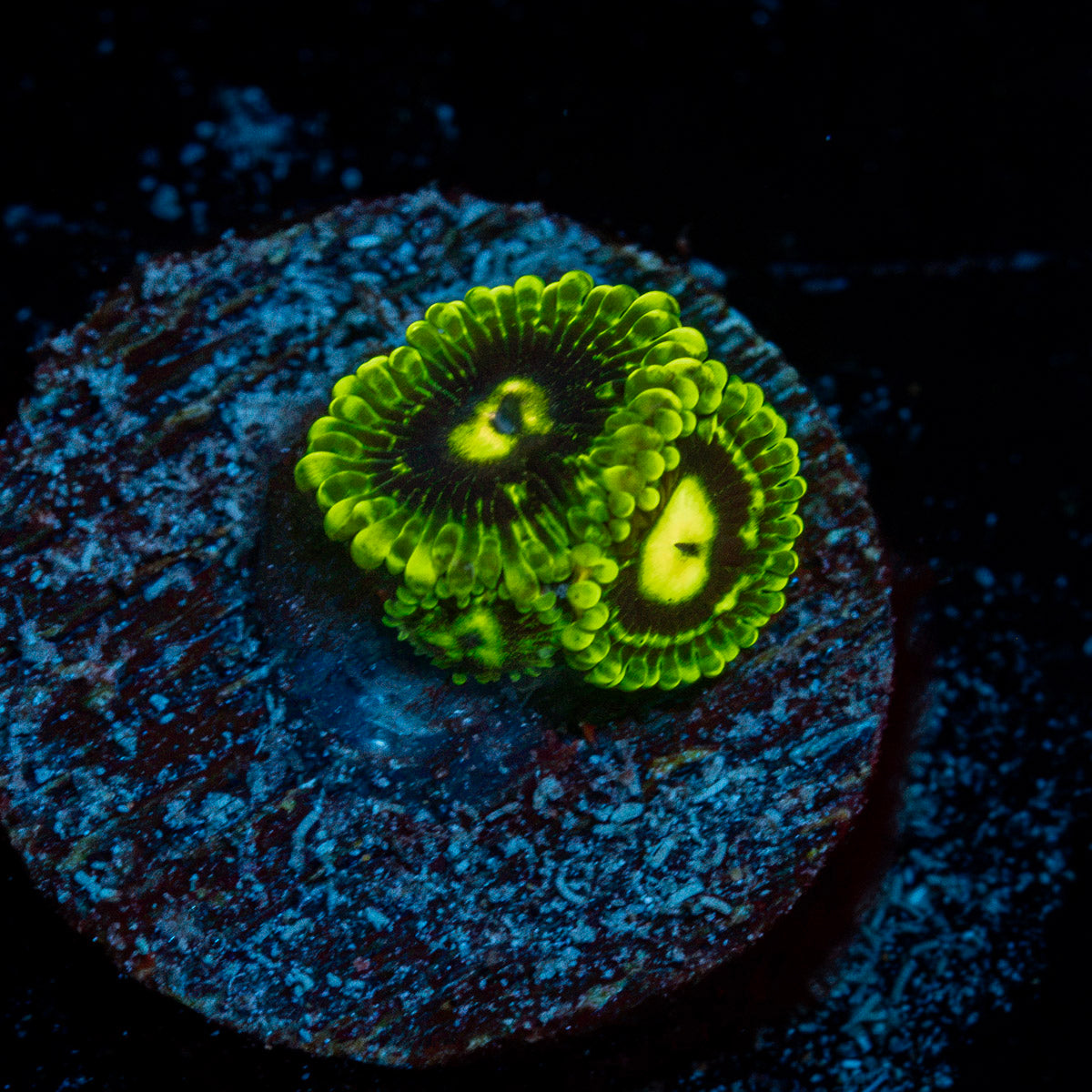 Emerald Maul Zoanthid Coral with colony growth in reef aquarium