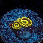 La Laker Zoanthid Coral colony growth in reef aquarium