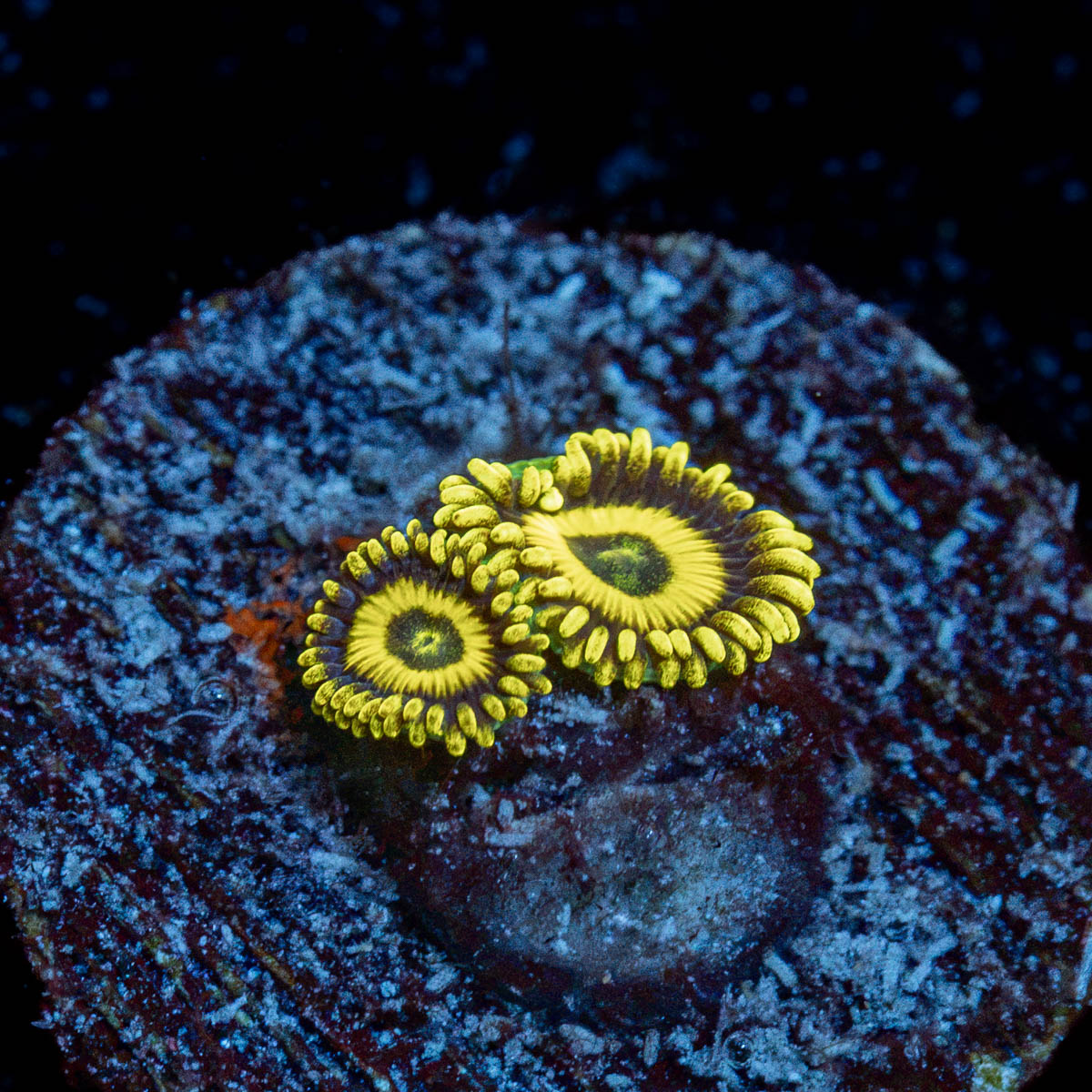 La Laker Zoanthid Coral colony growth in reef aquarium