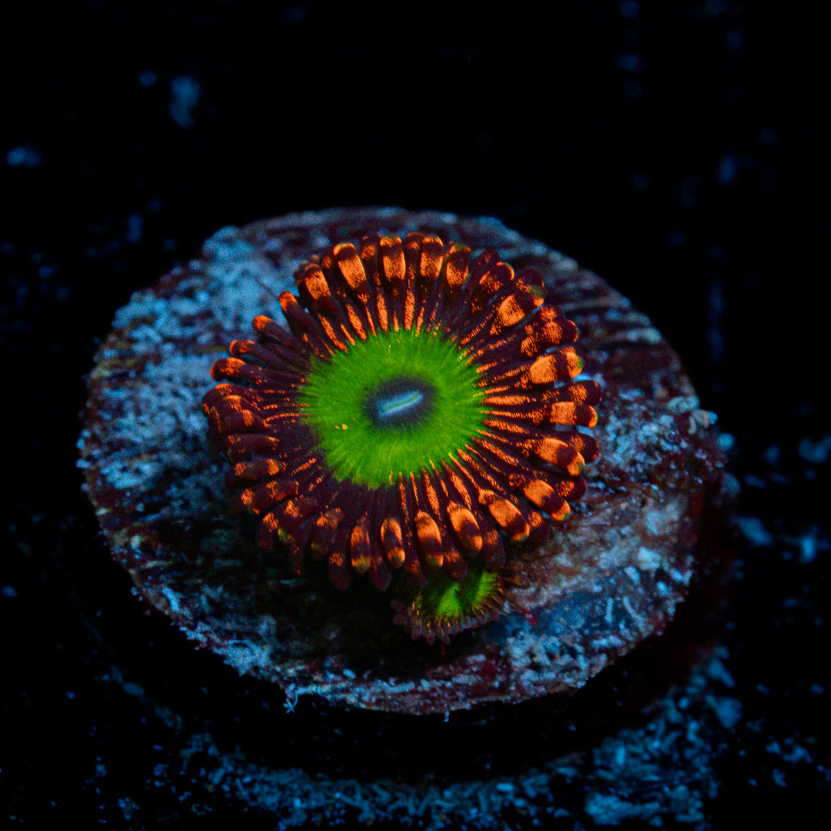 Candy Apple Red Zoanthid Coral colony growth in reef aquarium