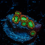Valyrian Steel Zoanthid Coral colony growth in reef aquarium