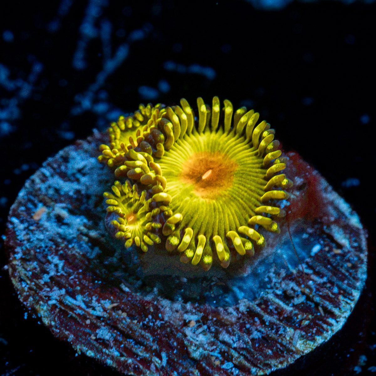 WWC Golden God Zoanthid Coral colony growth in reef aquarium