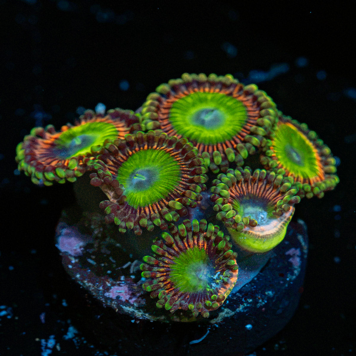 Candy Apple Pink Zoanthid Coral colony growth in reef aquarium