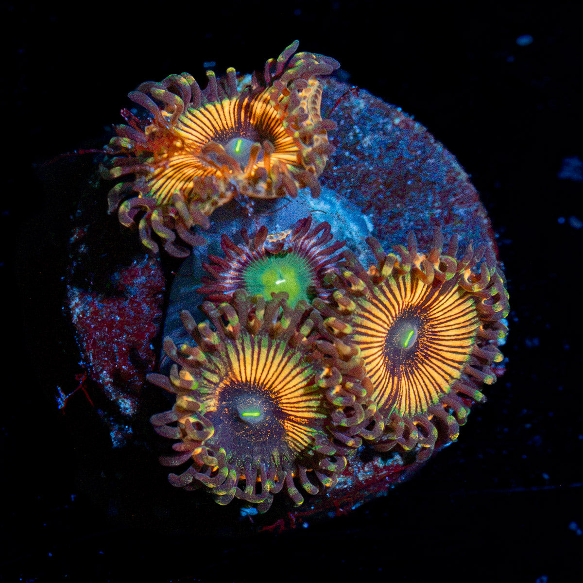 Fruit Ninja Zoanthid Coral with colony growth in reef aquarium