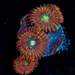 Dark Magician Zoanthid Coral colony growth in reef aquarium