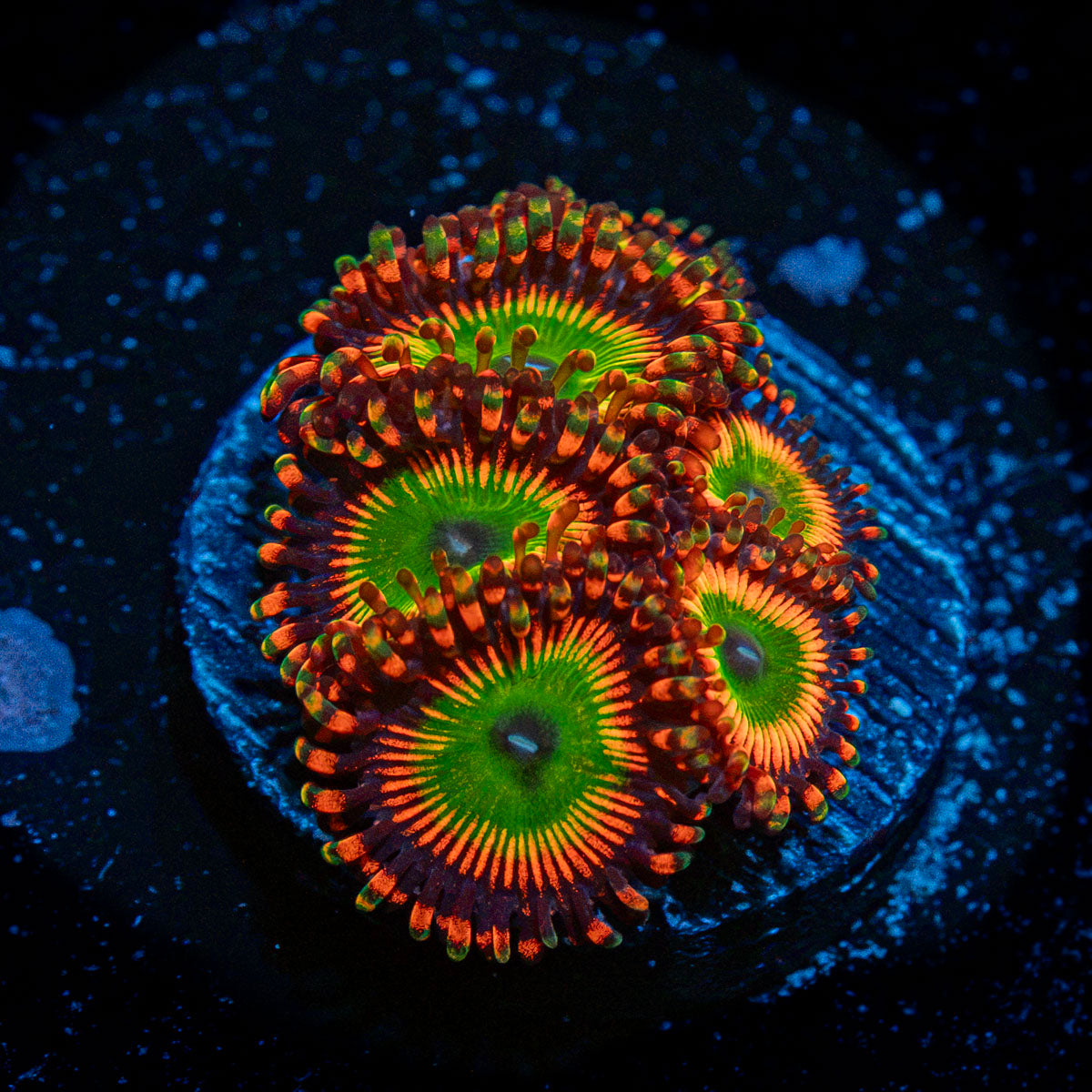 Bowser Zoanthid Coral with colony growth in reef aquarium