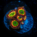 Bowser Zoanthid Coral colony growth in reef aquarium