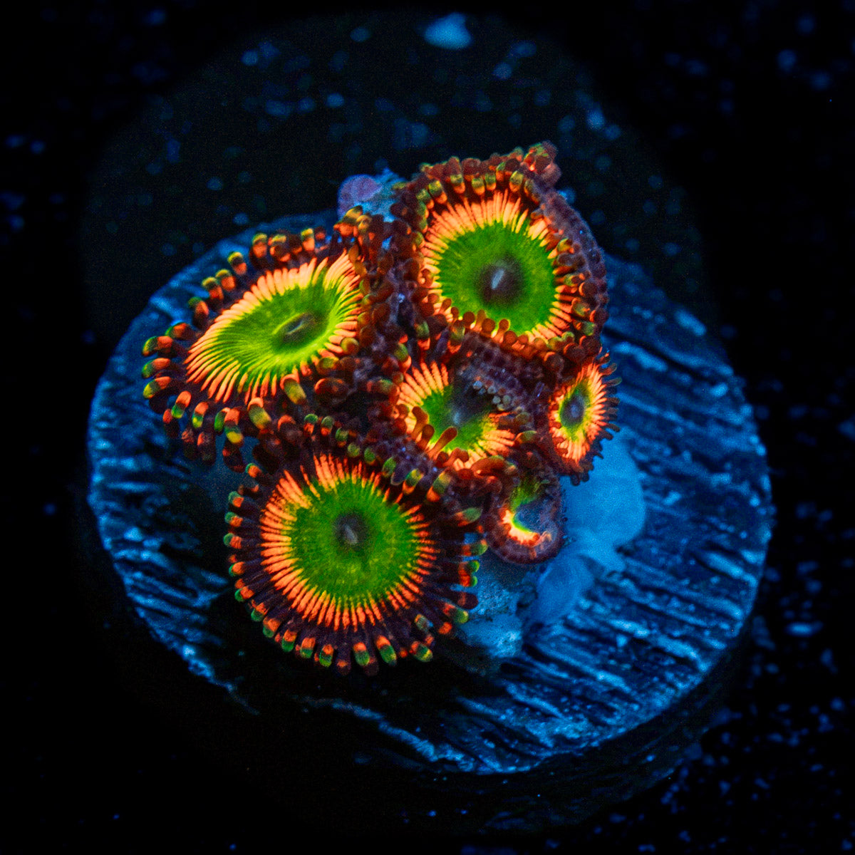 Bowser Zoanthid Coral colony growth in reef aquarium