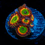 Bowser Zoanthid Coral with colony growth in reef aquarium