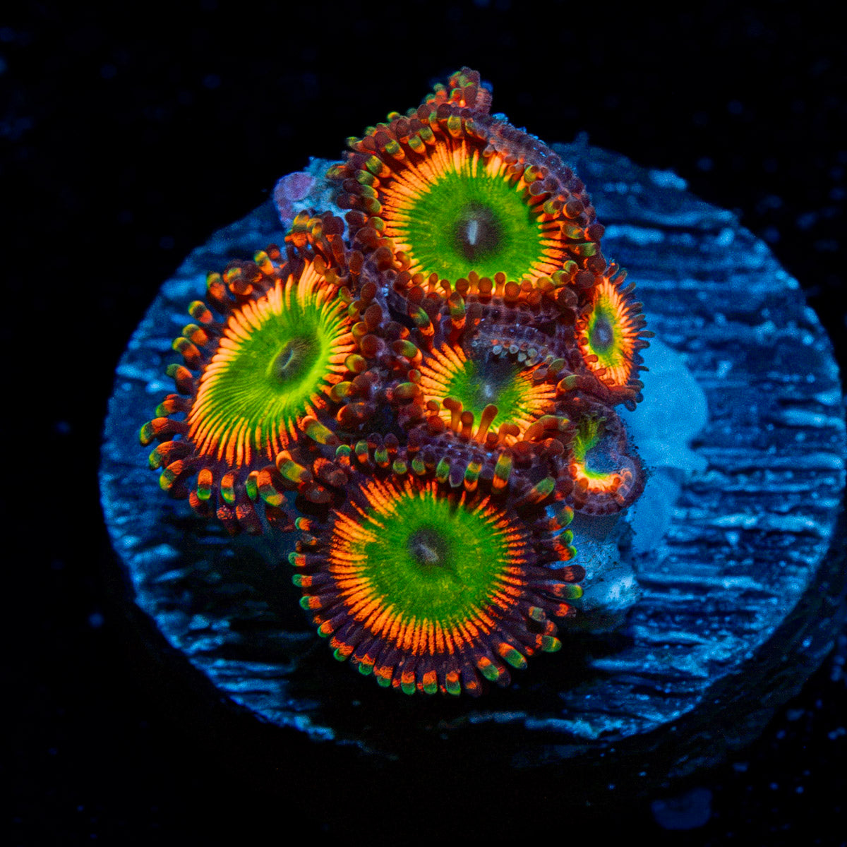 Bowser Zoanthid Coral with colony growth in reef aquarium