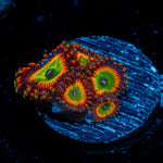 Bowser Zoanthid Coral with colony growth in reef aquarium
