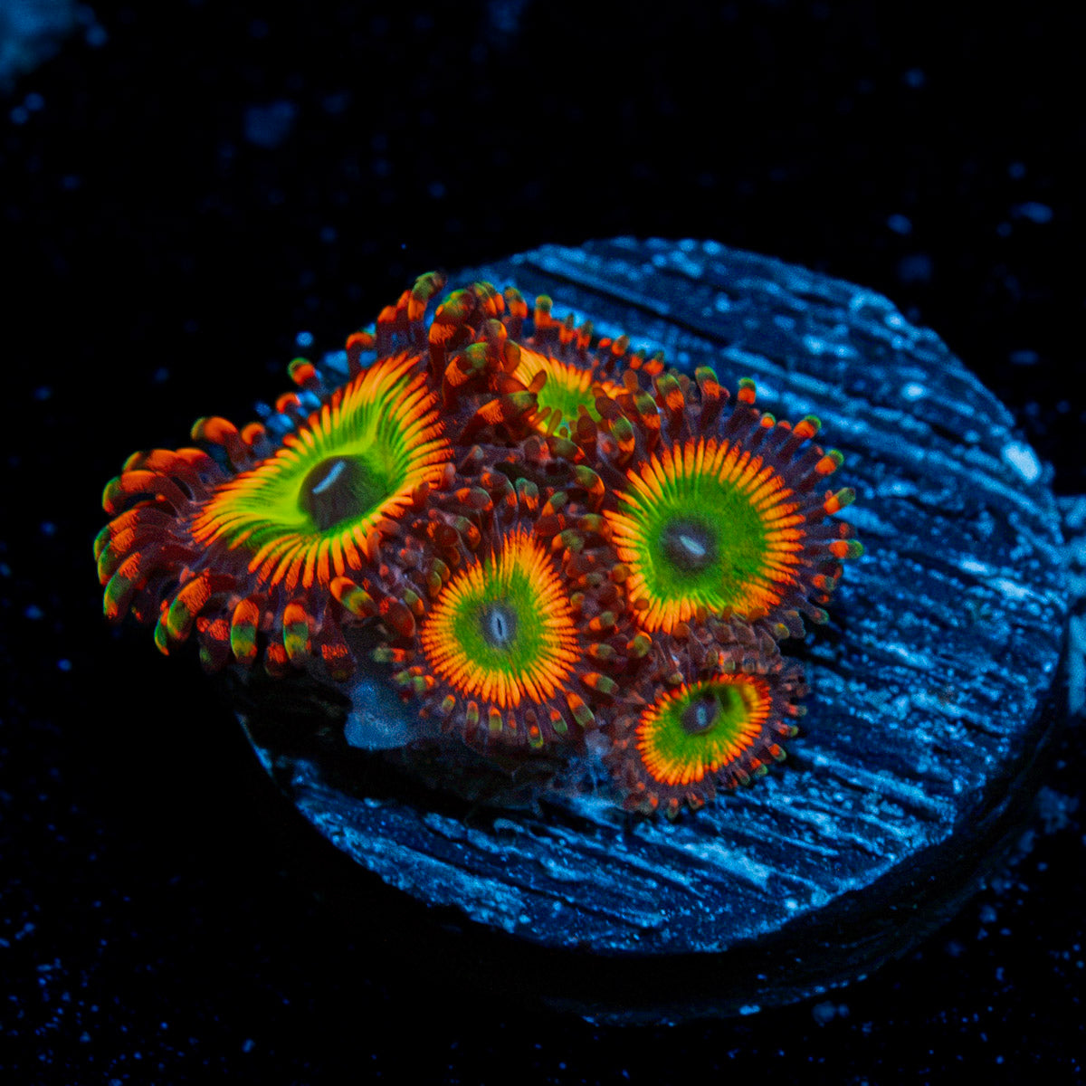 Bowser Zoanthid Coral with colony growth in reef aquarium