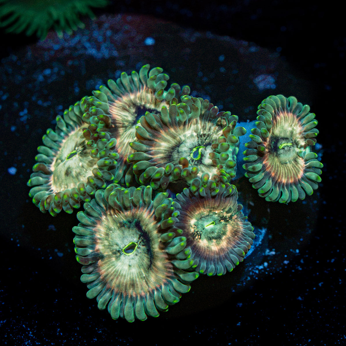 Milky Ways Zoanthid Coral colony growth in reef aquarium