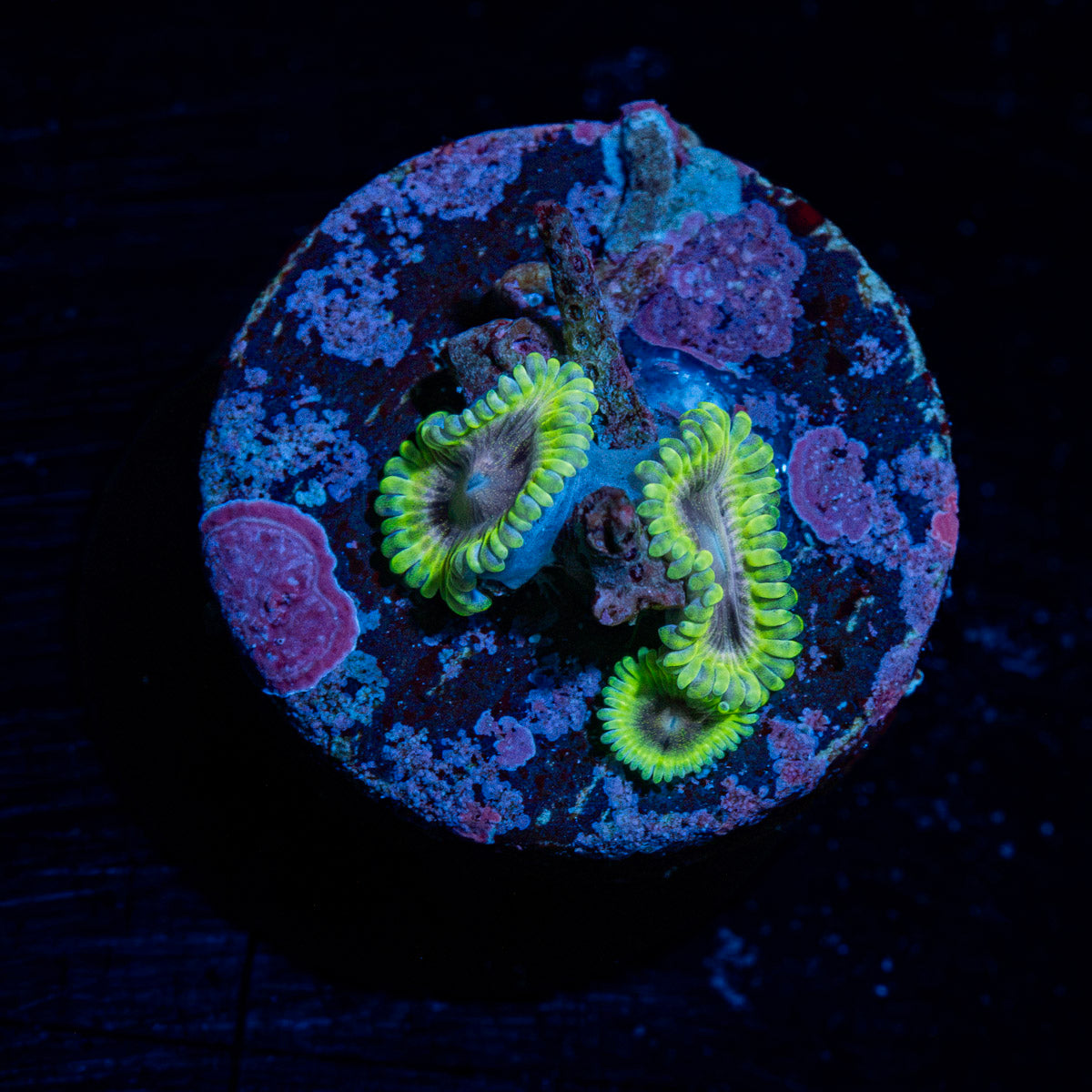 Joker Zoanthids Coral with colony growth in reef aquarium