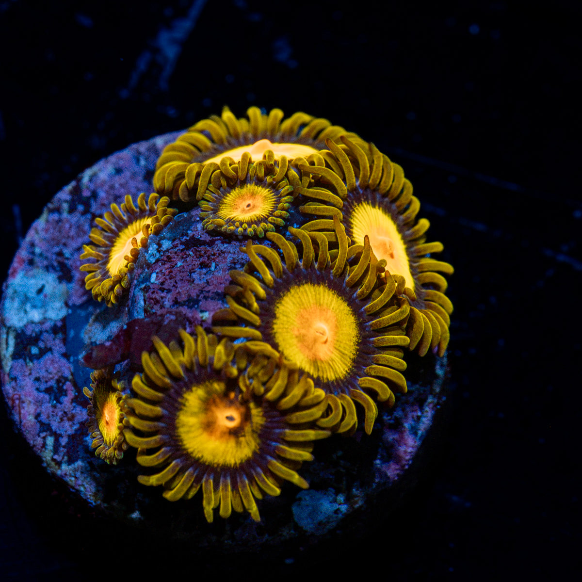 Tutti Frutti Zoanthid Coral colony growth in reef aquarium