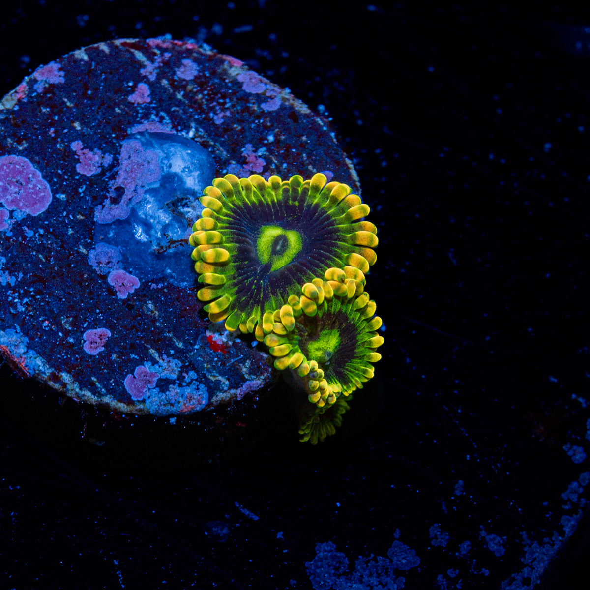 Rainbow Yoda Zoanthid Coral colony growth in reef aquarium
