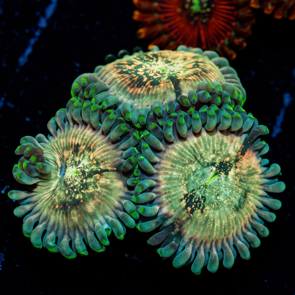 Milky Way Zoanthid Coral colony growth in reef aquarium