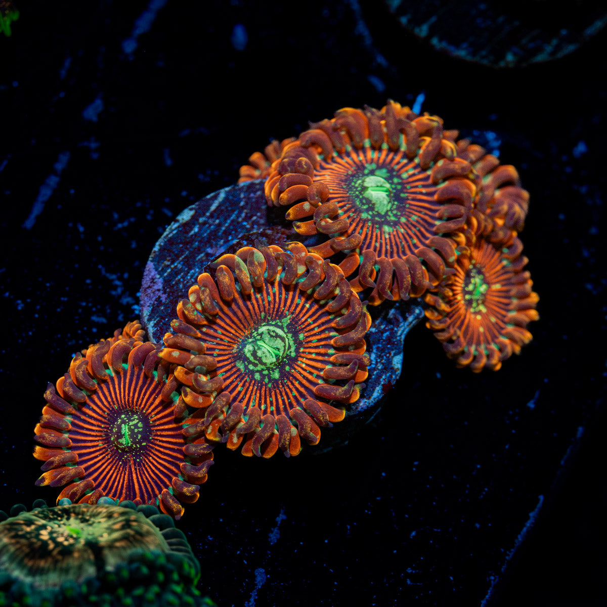 Dark Magician Zoanthid Coral with colony growth in reef aquarium