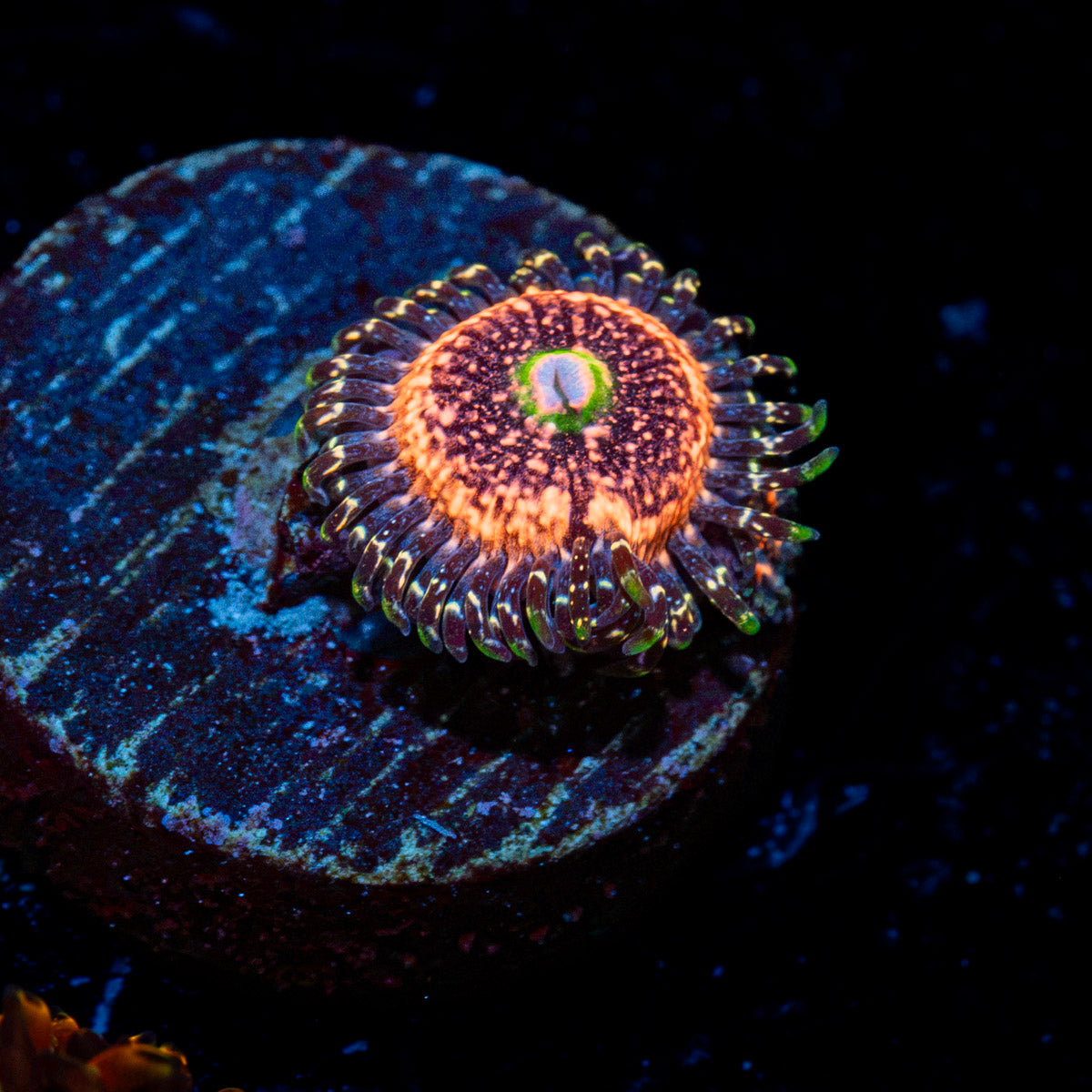 Pink Zipper Zoanthid Coral with colony growth in reef aquarium