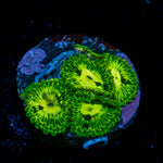 Emerald Maul Zoanthid Coral colony growth in reef aquarium