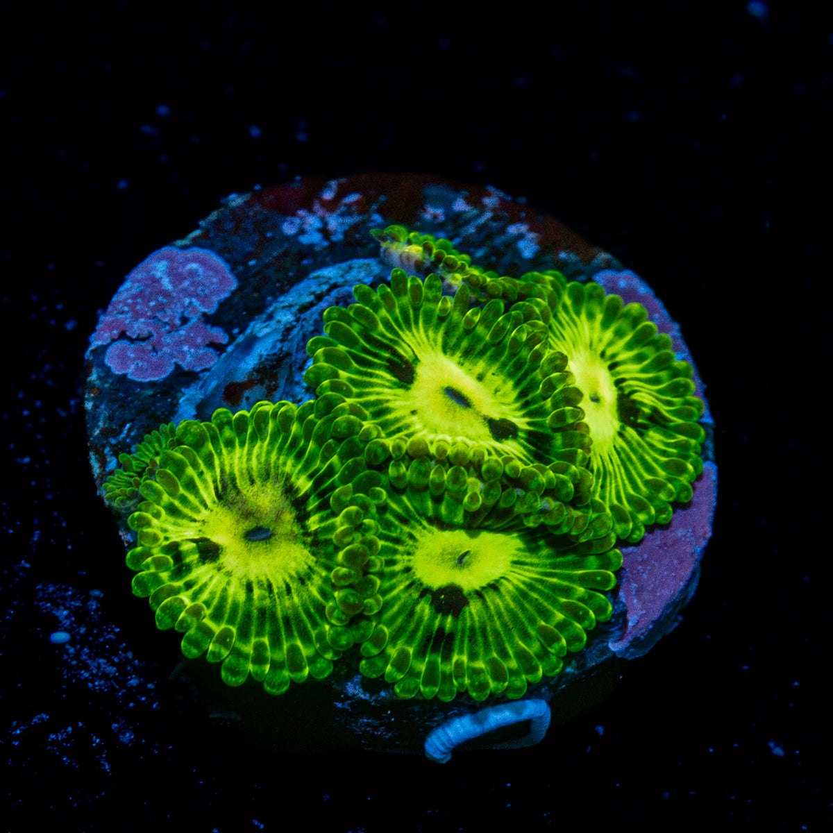 Emerald Maul Zoanthid Coral colony growth in reef aquarium