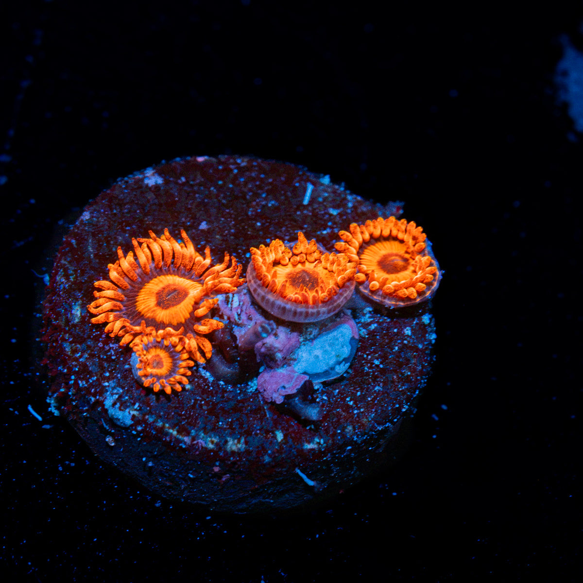 Orange Oxide Zoanthid Coral colony growth in reef aquarium