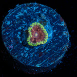 Majin Buu Zoanthid Coral colony growth in reef aquarium