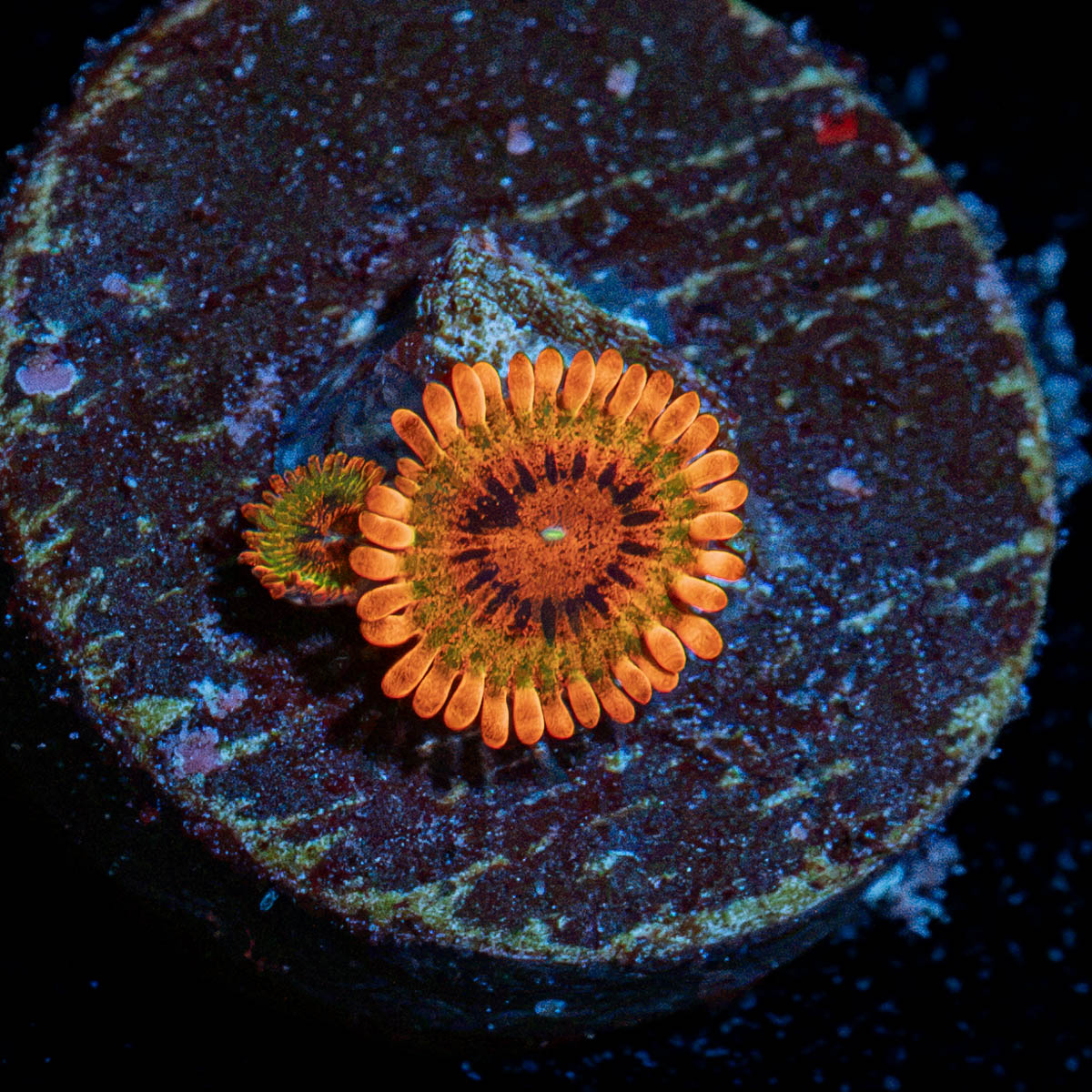 Speckled Krak Zoanthid Coral colony growth in reef aquarium