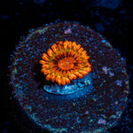 Speckled Krak Zoanthid Coral colony growth in reef aquarium