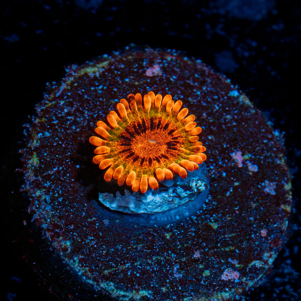 Speckled Krak Zoanthid Coral colony growth in reef aquarium
