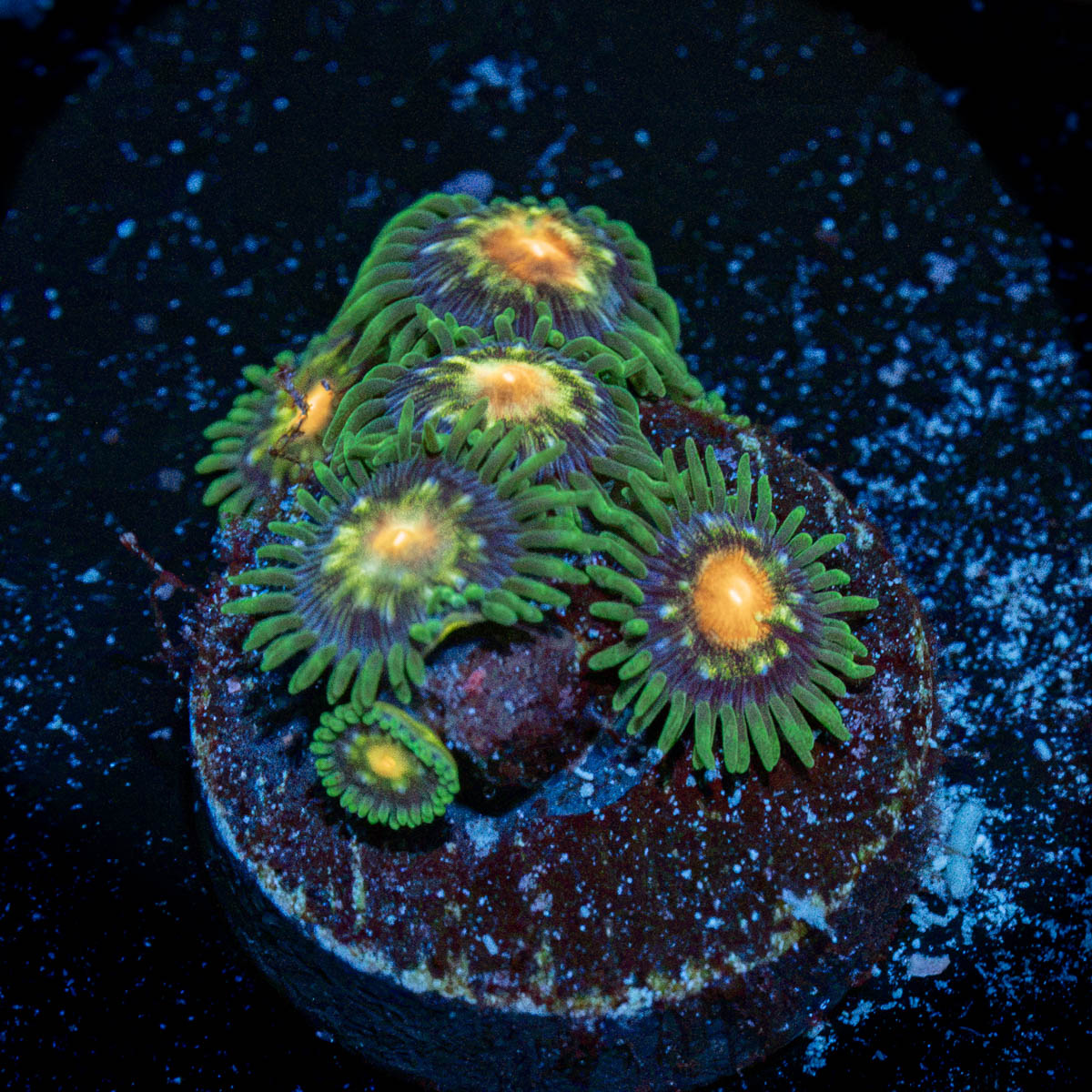 Stargazer Zoanthid Coral colony growth in reef aquarium