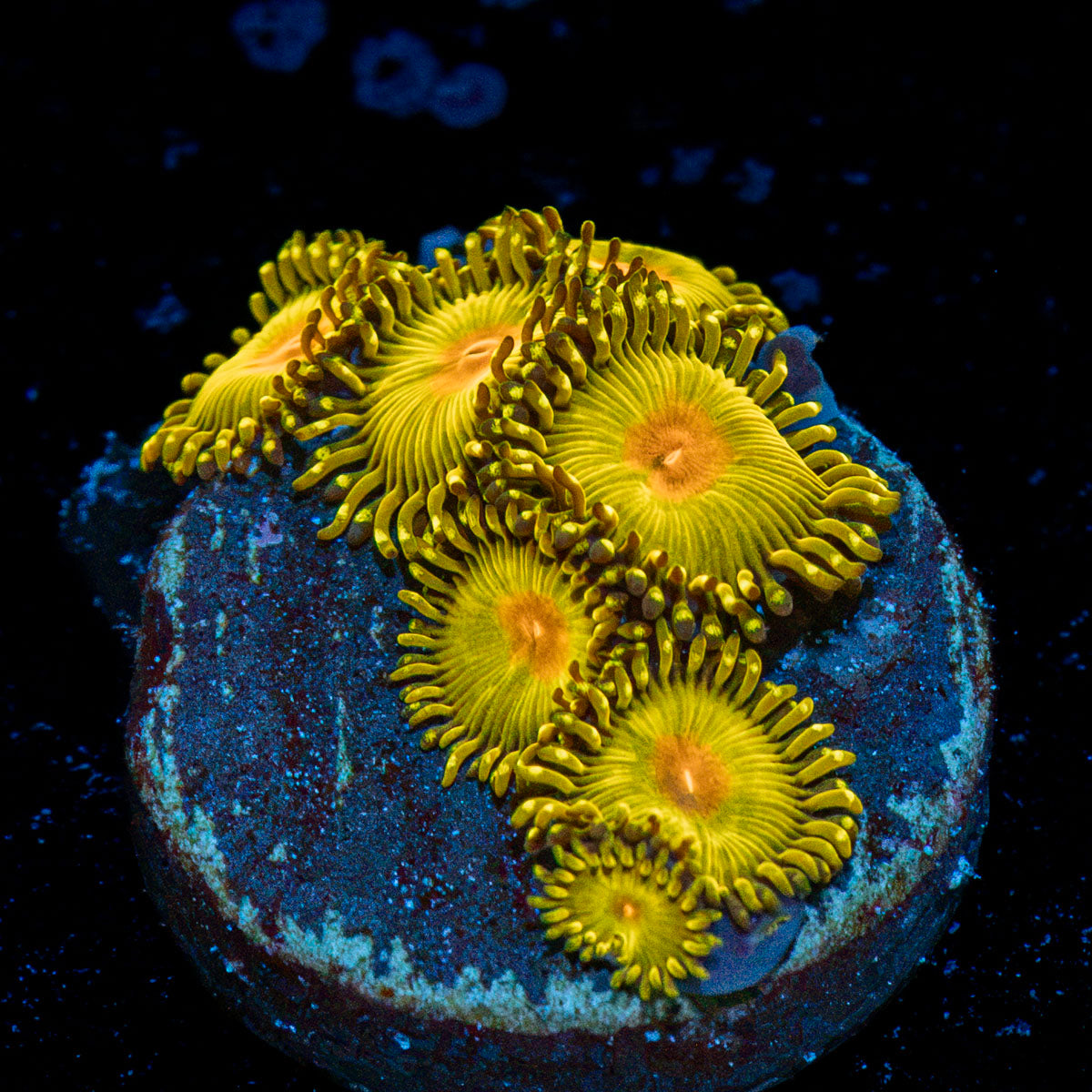 WWC Golden God Zoanthid Coral colony growth in reef aquarium