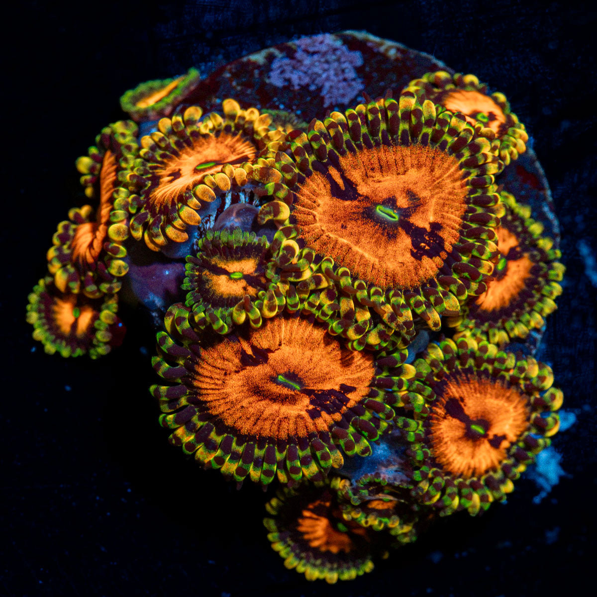 Piranha Plant Zoanthid Coral colony growth in reef aquarium