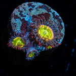 Tinker Bells Zoanthid Coral with colony growth in reef aquarium